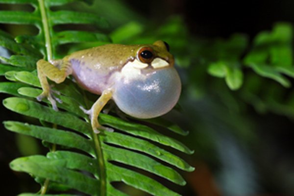 Anthropogenic Shrub Frog calling, vocal sac inflated, on a fern frond