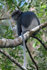 Purple-faced Langur sitting on a tree branch