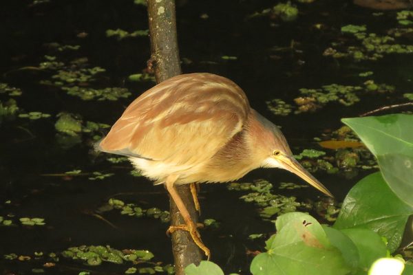 Yellow Bittern crouched on a branch over water