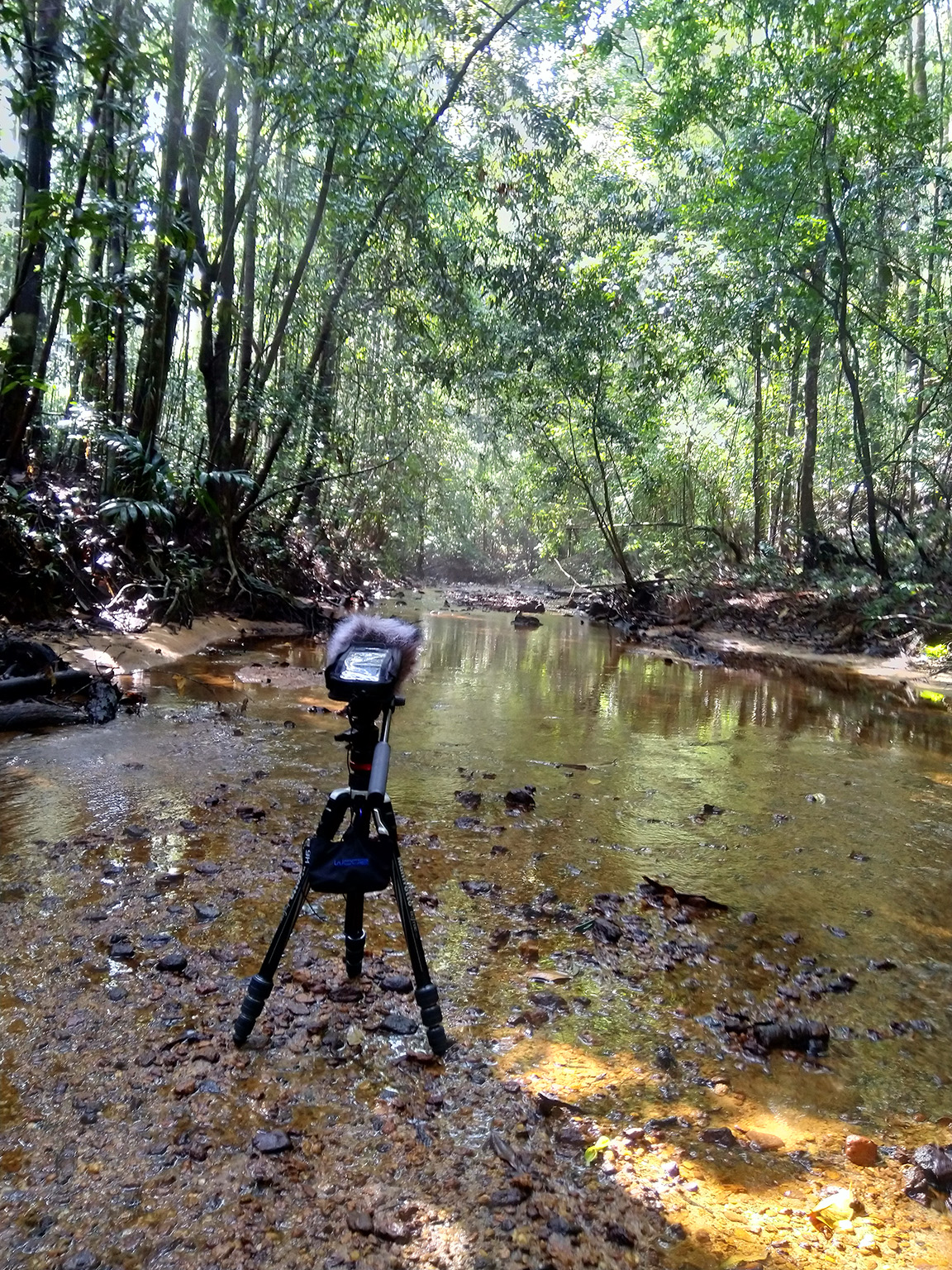 Sinharaja rainforest, February 2020